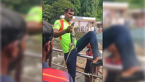 குற்றாலம் மெயின் அருவியில் சுற்றித்திரிந்த உடும்பு - பத்திரமாக மீட்ட தீயணைப்புத்துறையினர்