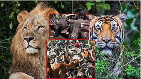 மாட்டிறைச்சி கிடைக்காததால் பூங்காவில் சிங்கம், புலிகளுக்கு வழங்கப்படும் ஆட்டிறைச்சி