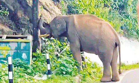 குன்னூர்- மேட்டுப்பாளையம் இடையே மலைப்பாதையில் காட்டு யானை உலா: வாகன ஓட்டிகள் அச்சம்