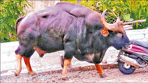 திண்டுக்கல்: கிராமத்துக்குள் புகுந்து மக்களை அச்சுறுத்திய காட்டெருமை