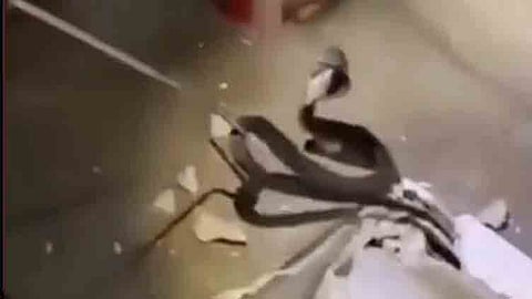 பாம்பை பத்திரமாக வனத்துறையினர் மீட்டனர்.
