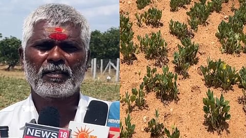 நிலக்கடலை பயிர்கள் சேதம் விவசாயி கவலை