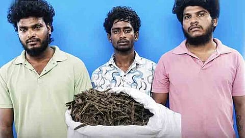 கஞ்சா கடத்திய 3 பேர் கைது.