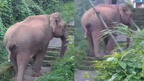கூடலூரில் குடியிருப்பு பகுதியில் உலா வந்த காட்டு யானை - வீடுகளுக்குள் தஞ்சமடைந்த மக்கள்