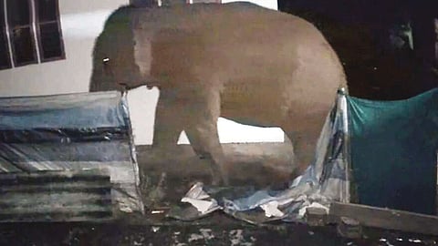 கூடலூர் நகருக்குள் உலா வரும் காட்டு யானை: பொதுமக்கள் அச்சம்