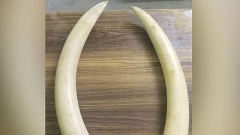 திருப்பூர்: யானை தந்தத்தை பதுக்கிய வனத்துறை அதிகாரி உள்பட 3 பேர் கைது
