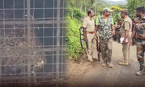 கூண்டு வெச்சது புலிக்கு ஆனால் சிக்கியது சிறுத்தை..! வனத்துறையினர் விடுத்த எச்சரிக்கை