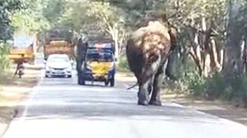 ஈரோடு: வாகனங்களை துரத்தி காட்டு யானை அட்டகாசம்