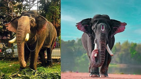 தமிழக கோவில்களுக்கு 5 யானைகள்: அசாமில் இருந்து கொண்டு வரப்படுகின்றன