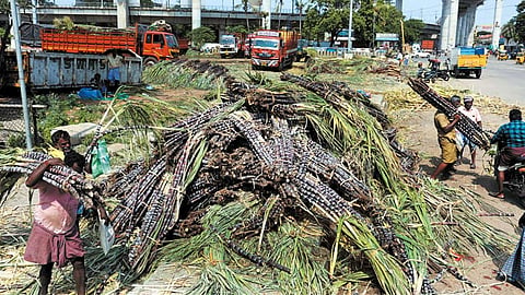 சென்னை கோயம்பேடு மார்க்கெட்டிற்கு வந்த கரும்புகள் விற்பனை ஆகாததால் கரும்புக்கட்டுகளை விவசாயிகள் சாலையோரம் வீசி சென்றதால், அதனை அப்பகுதி பொதுமக்கள் வீட்டிற்கு எடுத்து சென்றனர்.