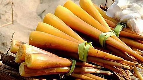 பனங்கிழங்கு