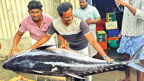 ராமேஸ்வரம்: மீனவர்கள் வலையில் சிக்கிய 112 கிலோ சூரை மீன் - ரூ.22 ஆயிரத்துக்கு விற்பனை