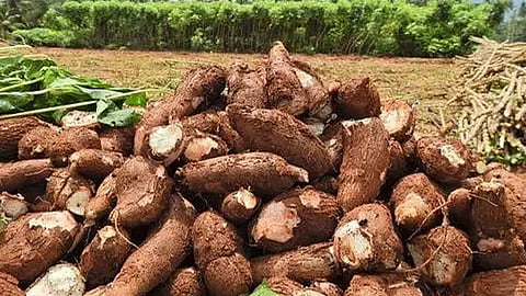 மரவள்ளி கிழங்கு விலை உயர்வு: டன் ரூ.15,500க்கு விற்பனை