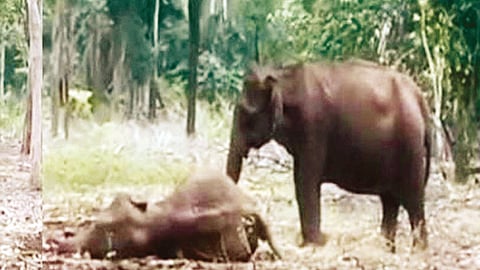 மரம் விழுந்து குட்டி யானை உயிரிழப்பு: தாய் யானை பாசப்போராட்டம்