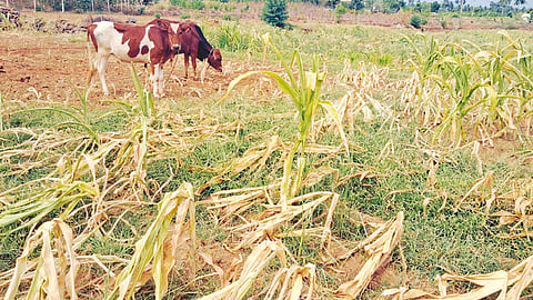 போதிய மழையின்றி, மாடுகளுக்கு தீவனமாகும் மக்காச்சோள பயிர்: விவசாயிகள் கவலை