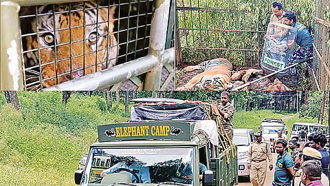 வண்டலூர் பூங்காவில் புலி ஒப்படைப்பு