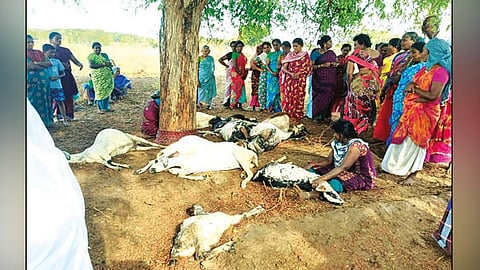 மின்னல் தாக்கி 10 ஆடுகள் பலி.