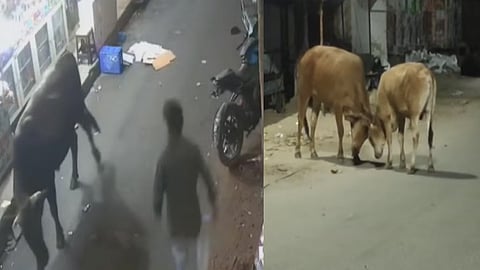 மாடு தாக்கி ஊழியர் காயம்