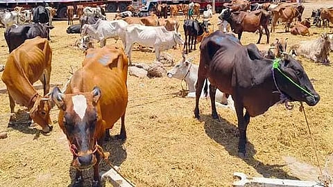 தமிழகத்தில் கால்நடை வளர்ப்பு கடனாக ரூ.3 ஆயிரம் கோடி வழங்க உத்தரவு.