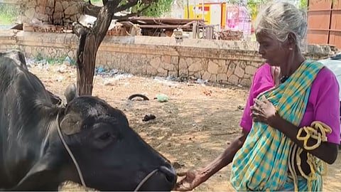 ஏஜெண்ட் பாட்டி ...!