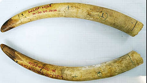 தந்தம்