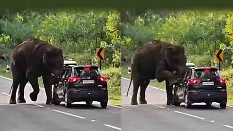 ஆசனூர் காரப்பள்ளம் சோதனைச்சாவடியில் காரை தாக்க முயன்ற ஒற்றை யானை.