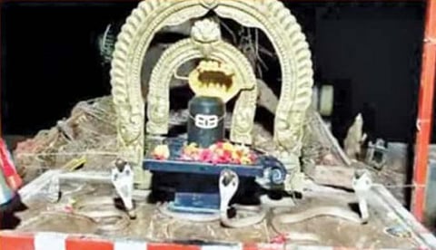 சிவலிங்கத்தை சுற்றிய 3 ராஜநாகங்கள்: நெல்லூர் கோவிலில் பக்தர்கள் பரவசம்!