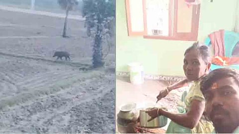 காட்டுப்பன்றி தாக்கி சத்துணவு அமைப்பாளர் பலி.