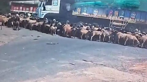 ஆடுகள் மீது லாரி மோதி விபத்து