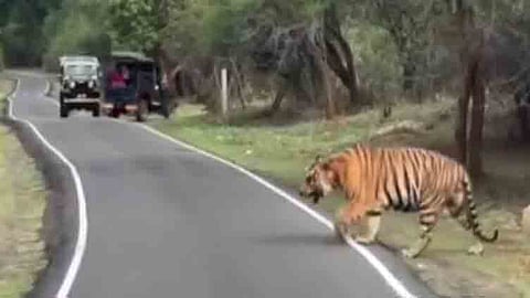 முதுமலையில் கம்பீரமாக சாலையை கடந்து சென்ற புலி; வியப்புடன் கண்டு ரசித்த சுற்றுலா பயணிகள்