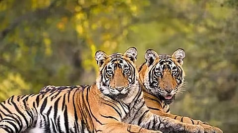 இந்தியாவில் புலிகளின் எண்ணிக்கை மீட்டெடுப்பு.