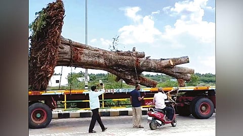 ராணிப்பேட்டையில் இருந்து கடலூருக்கு லாரியில் கொண்டு வரப்பட்ட ஆலமரம்.