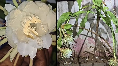 பிரம்ம கமலம் பூ