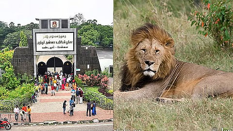 வண்டலூர் உயிரியல் பூங்காவில் 'லயன் சபாரி' 20 நாட்களுக்கு ரத்து