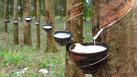 ரப்பர் விலை கிடுகிடு உயர்வு... குவிண்டால் ரூ.4,000