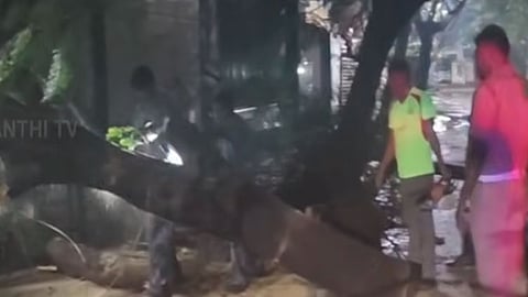 கார்கள் மீது மரம் சாய்ந்து விழுந்து விபத்து: தியாகராய நகரில் போக்குவரத்து பாதிப்பு
