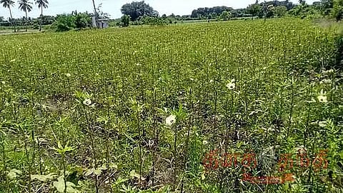 வெண்டை பயிரில் பூச்சி தாக்குதல்