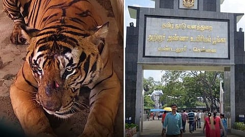 வண்டலூர் பூங்காவிற்கு வந்த 13 வயது புலி