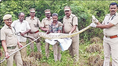 கோழியை விழுங்கி நகர முடியாமல் தவித்த 12 அடி மலைப்பாம்பு..! விவசாயிகள் அதிர்ச்சி