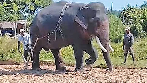 கலப்பையைக் கட்டி வயலை உழுத யானை: விவசாயியின் வித்தியாசமான முயற்சி!
