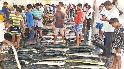 தசரா முடிந்தது... மீன் விலை உயர்ந்தது! தூத்துக்குடியில் மீனவர்கள் உற்சாகம்