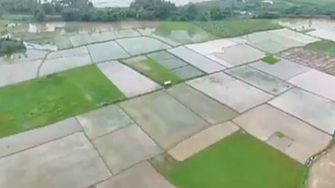 ஸ்ரீரங்கத்தில் தொடர் கனமழை: 2,000 ஏக்கர் விவசாய நிலங்கள் நீரில் மூழ்கியது.
