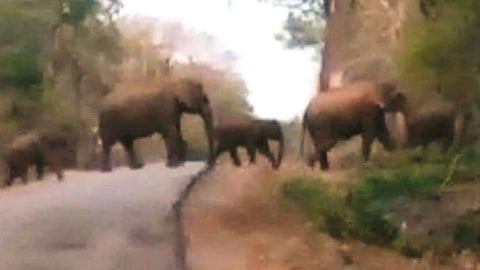 பாபநாசம் மலைச்சாலையில் குட்டிகளுடன் உலா வந்த யானை கூட்டம்!