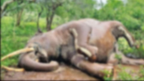யானை