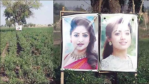 கண் திருஷ்டிக்காக மிளகாய் தோட்டத்தில் நடிகைகளின் படங்களை தொங்கவிட்ட விவசாயி