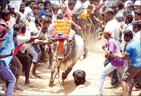 சாத்துமதுரையில் நடந்த காளை விடும் விழாவில் மாடுகள் முட்டி 30 பேர் காயம்