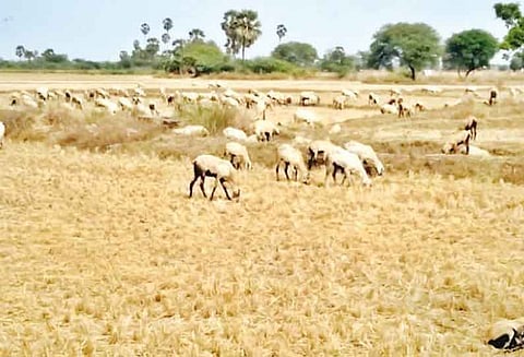இயற்கை உரத்துக்காக வயலில் மேய்ச்சலுக்கு விடப்படும் செம்மறி ஆடுகள்