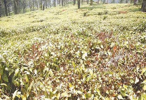 கூடலூரில் கடும் வெயிலால் கருகும் தேயிலை செடிகள்: விளைச்சல் பாதிப்பு, விவசாயிகள் கவலை