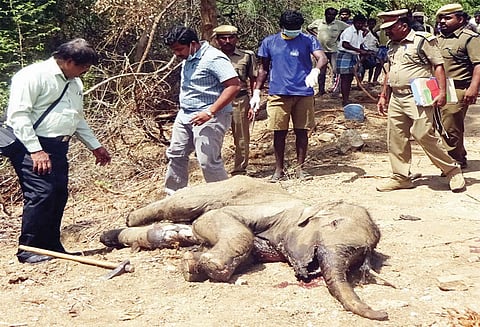 அந்தியூர் வரட்டுப்பள்ளம் அணைக்கு தாய் யானையுடன் தண்ணீர் குடிக்க வந்த குட்டி யானை சாவு