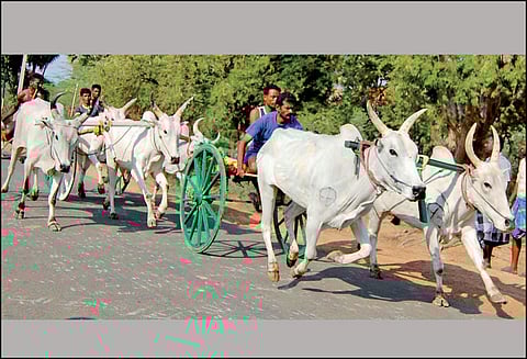 காரைக்குடி அருகே கோவில் திருவிழாவையொட்டி மாட்டு வண்டி பந்தயம்